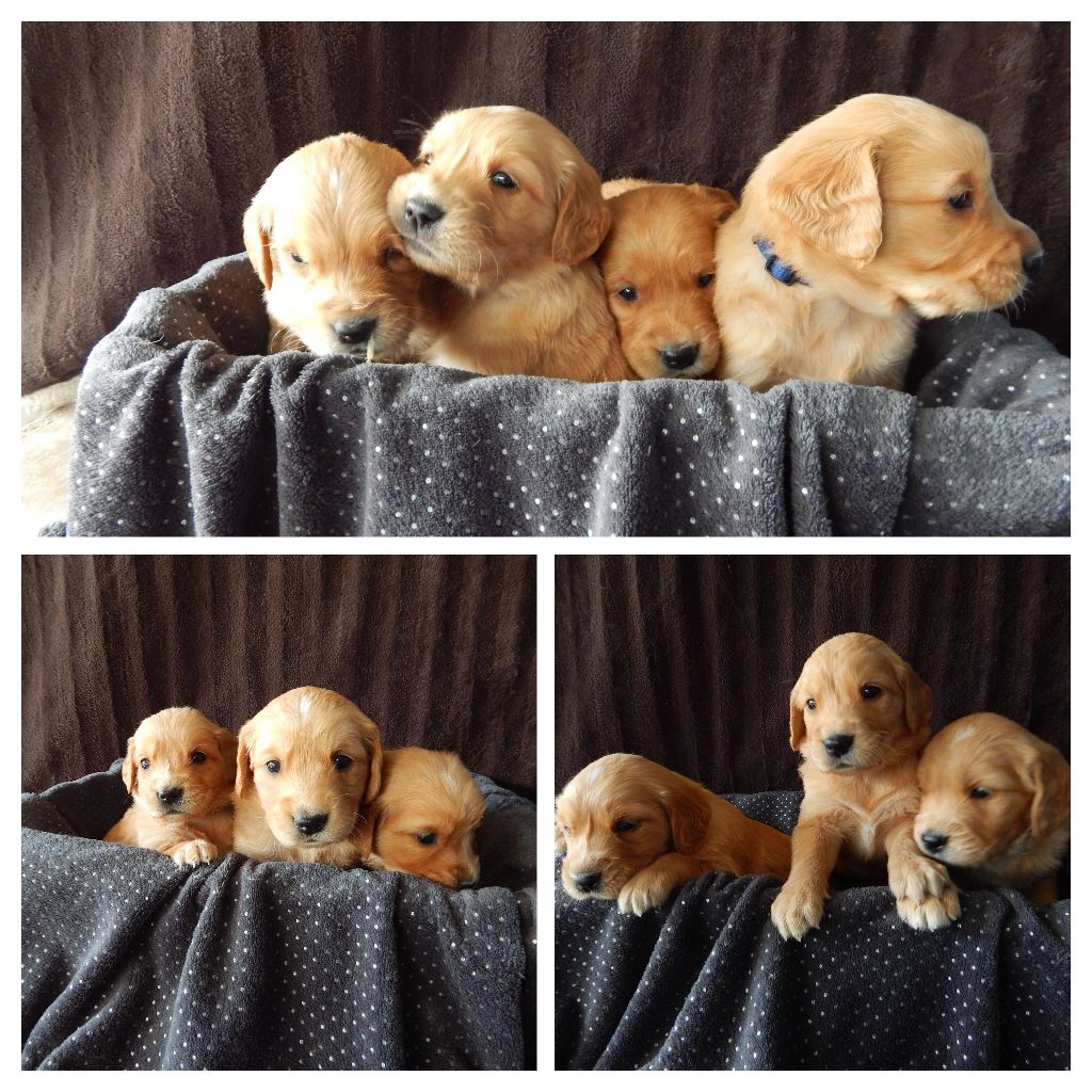 D'Aspe & D'Ossau - DES BB GOLDENS DISPONIBLE