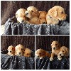  - DES BB GOLDENS DISPONIBLE