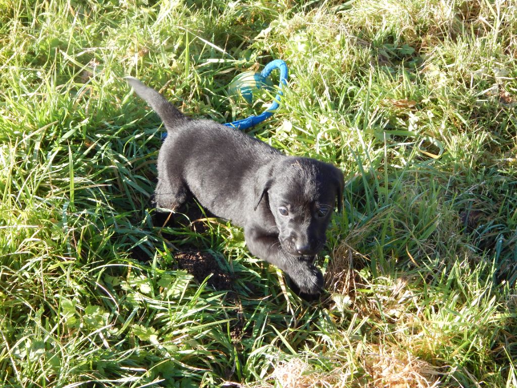 D'Aspe & D'Ossau - Chiot disponible  - Labrador Retriever