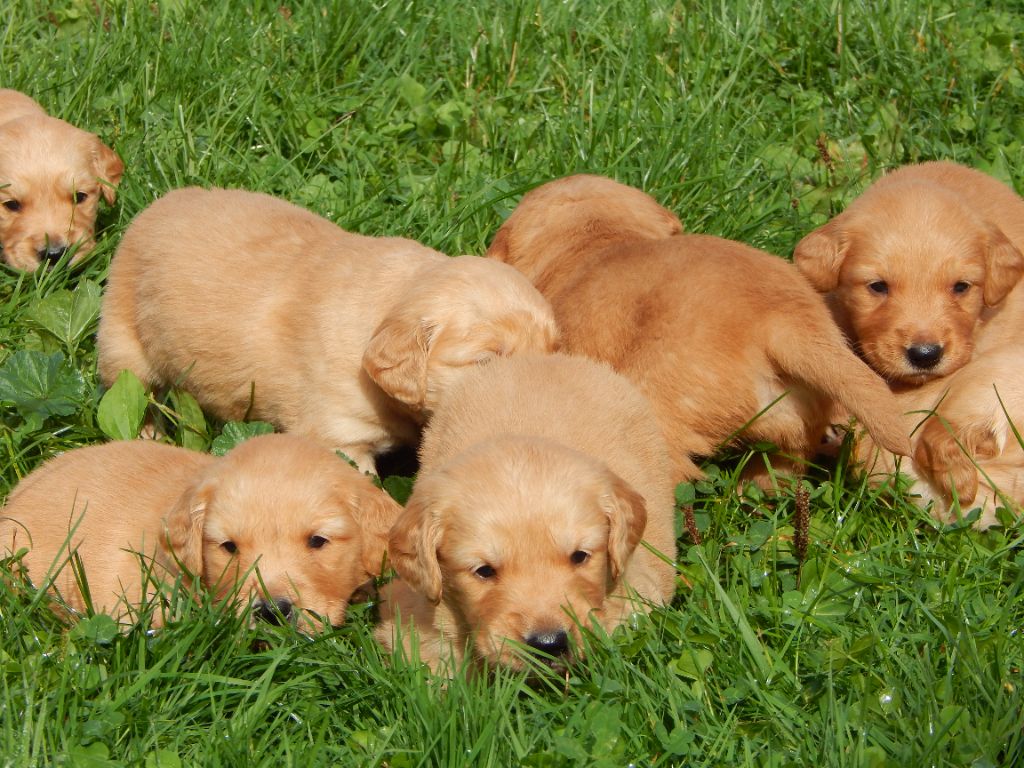 D'Aspe & D'Ossau - Chiot disponible  - Golden Retriever