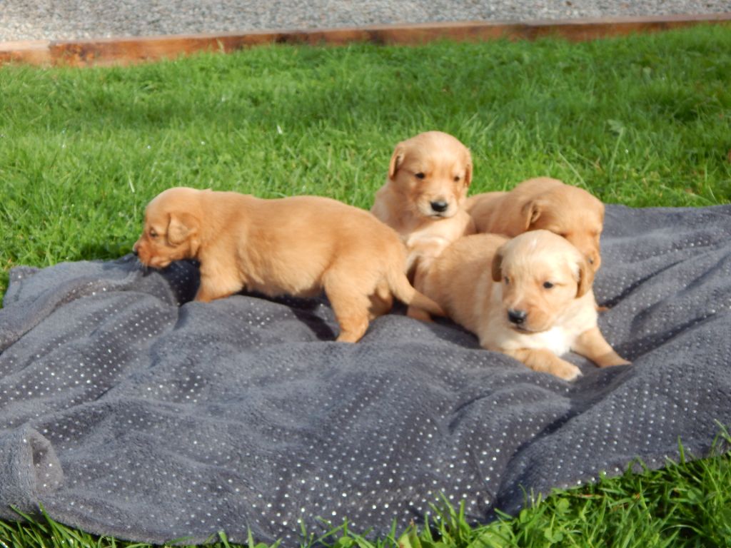 D'Aspe & D'Ossau - Chiot disponible  - Golden Retriever