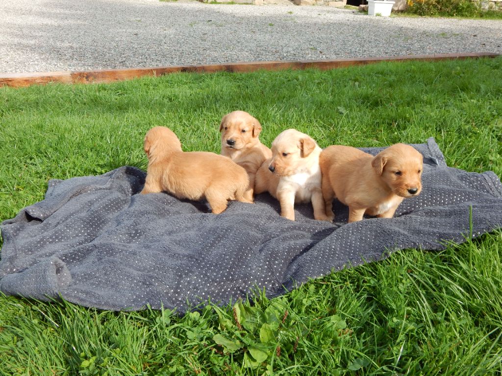 D'Aspe & D'Ossau - Chiot disponible  - Golden Retriever