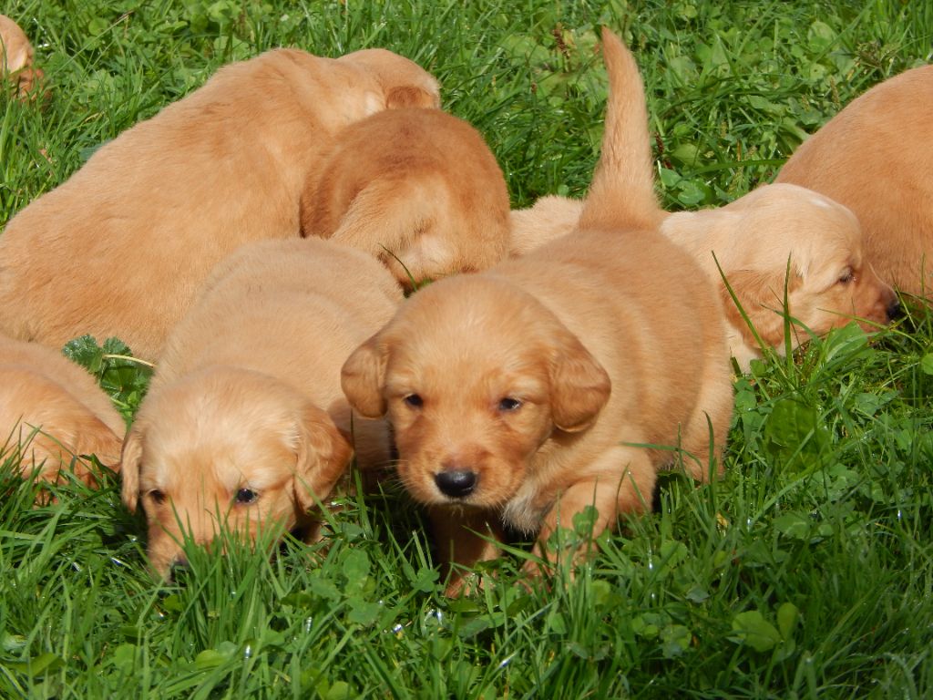 D'Aspe & D'Ossau - Chiot disponible  - Golden Retriever