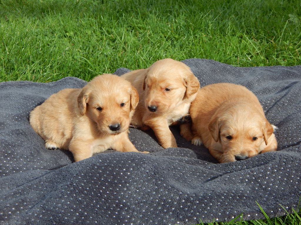 D'Aspe & D'Ossau - Chiot disponible  - Golden Retriever