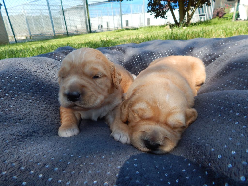 chiot Golden Retriever D'Aspe & D'Ossau