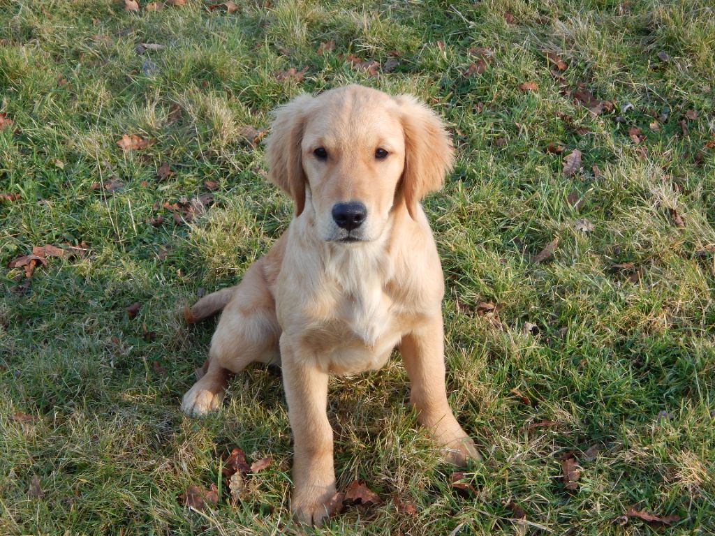 D'Aspe & D'Ossau - Chiot disponible  - Golden Retriever