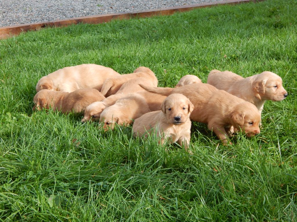 chiot Golden Retriever D'Aspe & D'Ossau