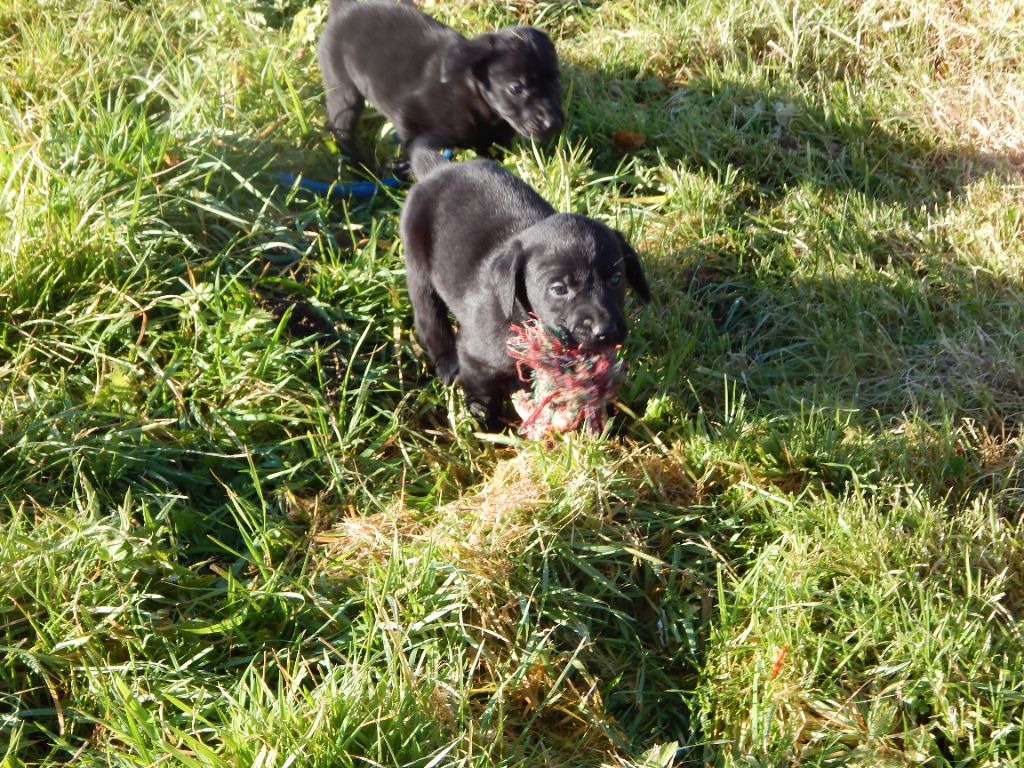 D'Aspe & D'Ossau - Chiot disponible  - Labrador Retriever