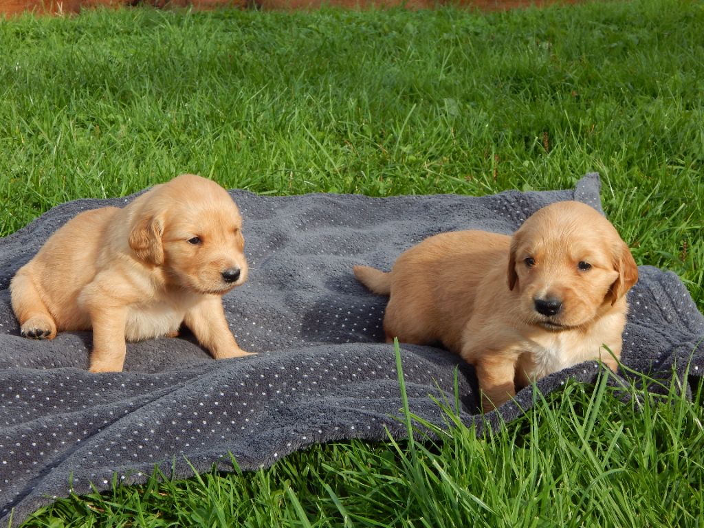 D'Aspe & D'Ossau - Chiot disponible  - Golden Retriever