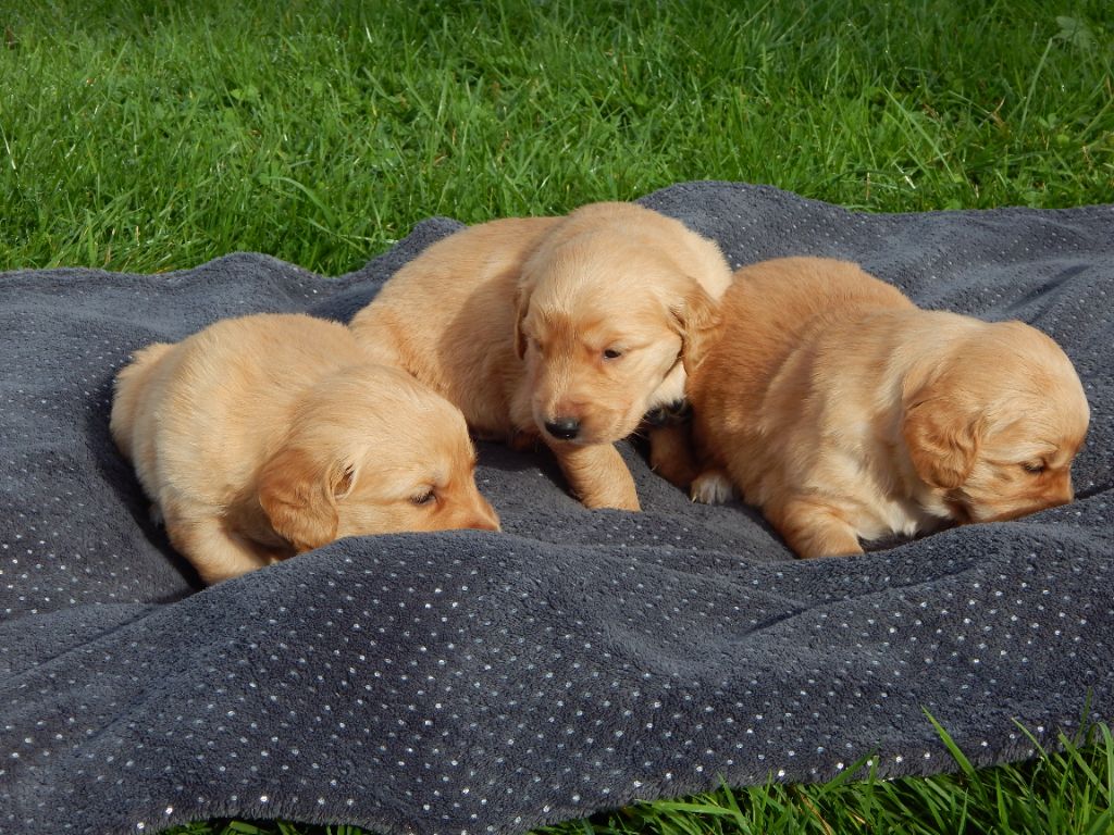 D'Aspe & D'Ossau - Chiot disponible  - Golden Retriever