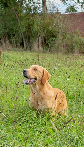 chiot Golden Retriever D'Aspe & D'Ossau