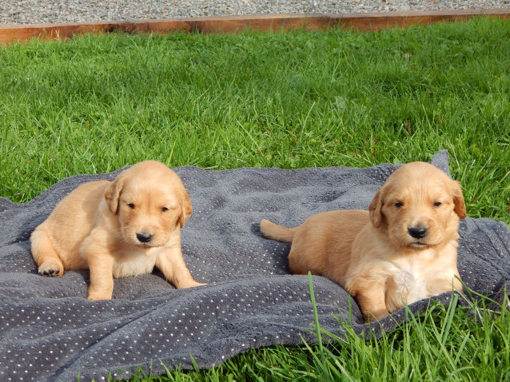 D'Aspe & D'Ossau - Chiot disponible  - Golden Retriever