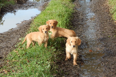 D'Aspe & D'Ossau - Golden Retriever - Portée née le 18/09/2024