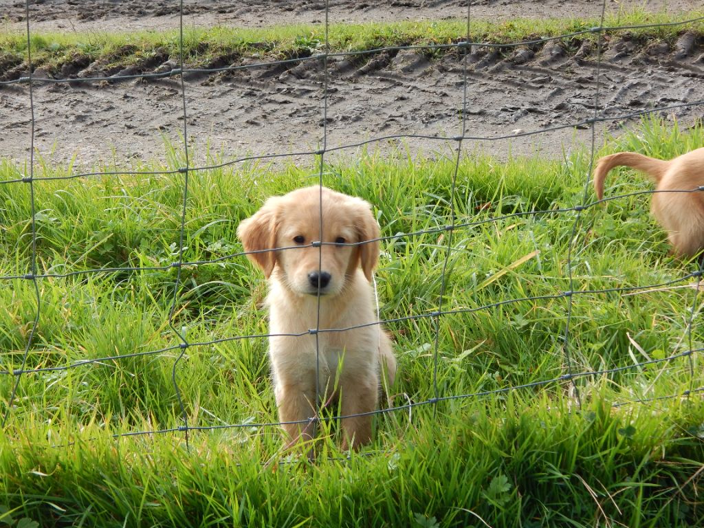 D'Aspe & D'Ossau - Chiot disponible  - Golden Retriever