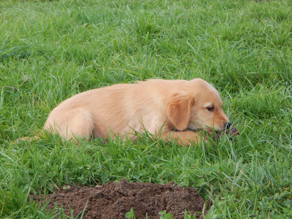 D'Aspe & D'Ossau - Chiot disponible  - Golden Retriever