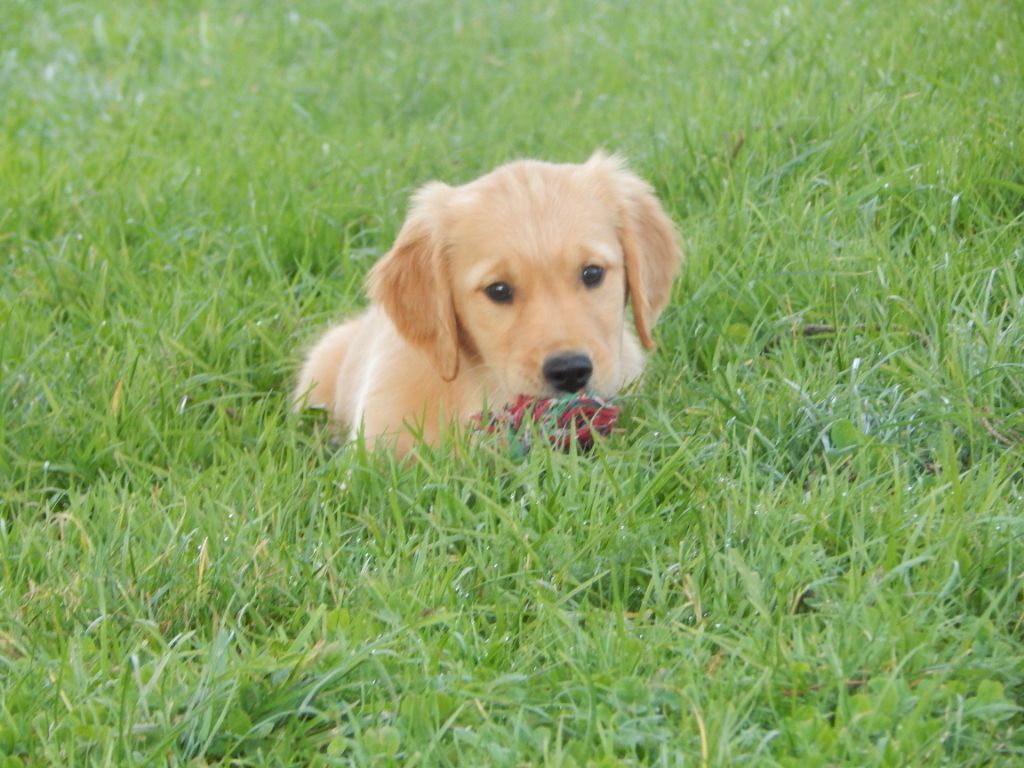 D'Aspe & D'Ossau - Chiot disponible  - Golden Retriever