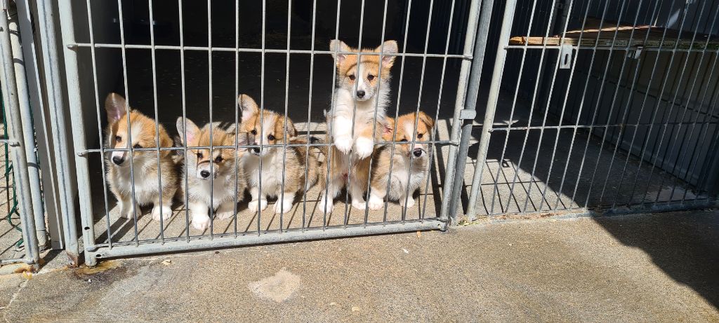 chiot Welsh Corgi Pembroke D'Aspe & D'Ossau