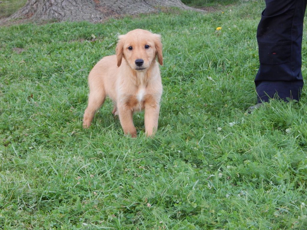 D'Aspe & D'Ossau - Chiot disponible  - Golden Retriever