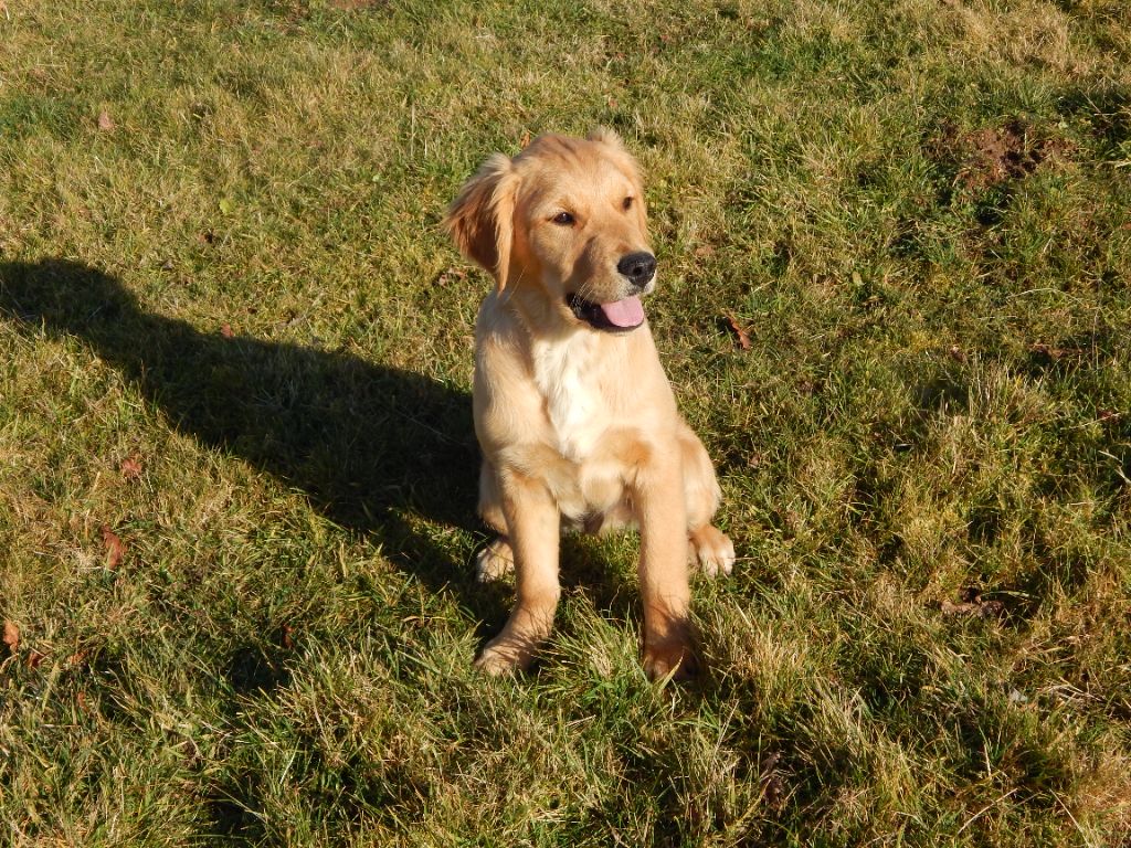 D'Aspe & D'Ossau - Chiot disponible  - Golden Retriever