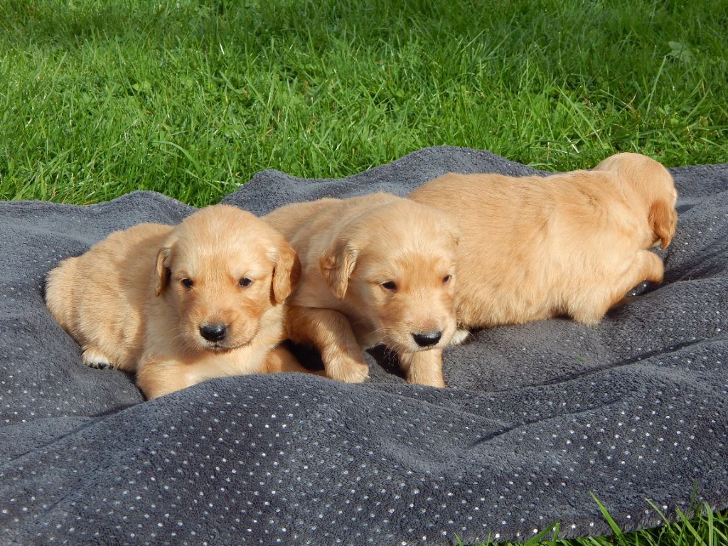 D'Aspe & D'Ossau - Chiot disponible  - Golden Retriever