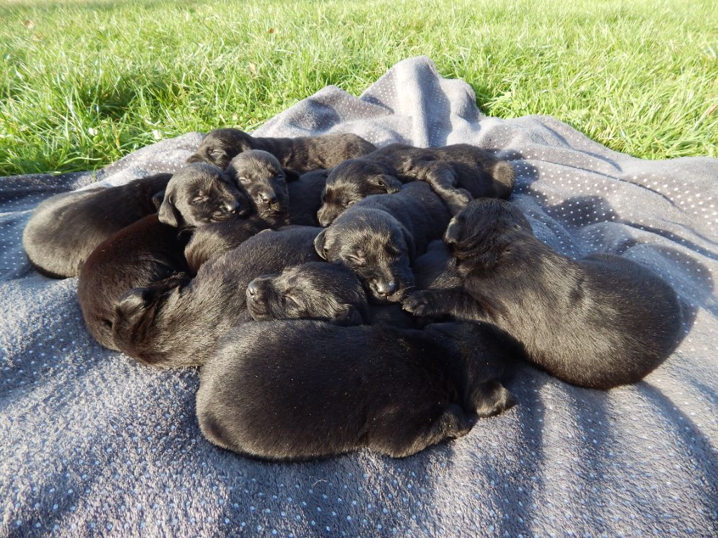 chiot Labrador Retriever D'Aspe & D'Ossau