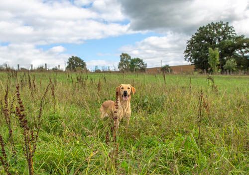 D'Aspe & D'Ossau - Chiot disponible  - Labrador Retriever