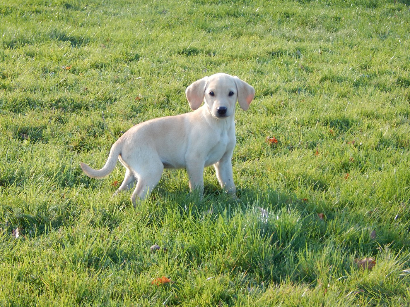 LABRADOR DISPONIBLE