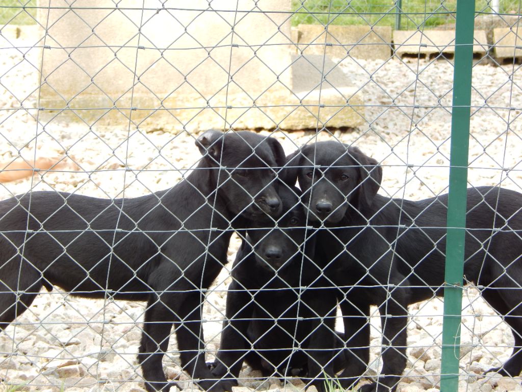 LABRADOR DISPONIBLE