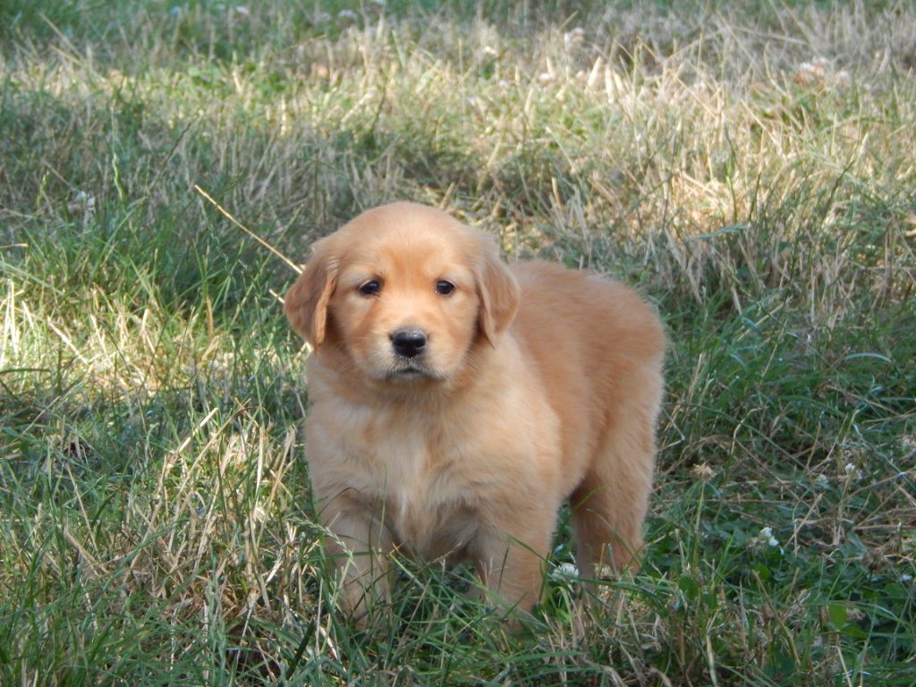 BB FEMELLE GOLDEN DISPONIBLE DE COULEUR FAUVE OR