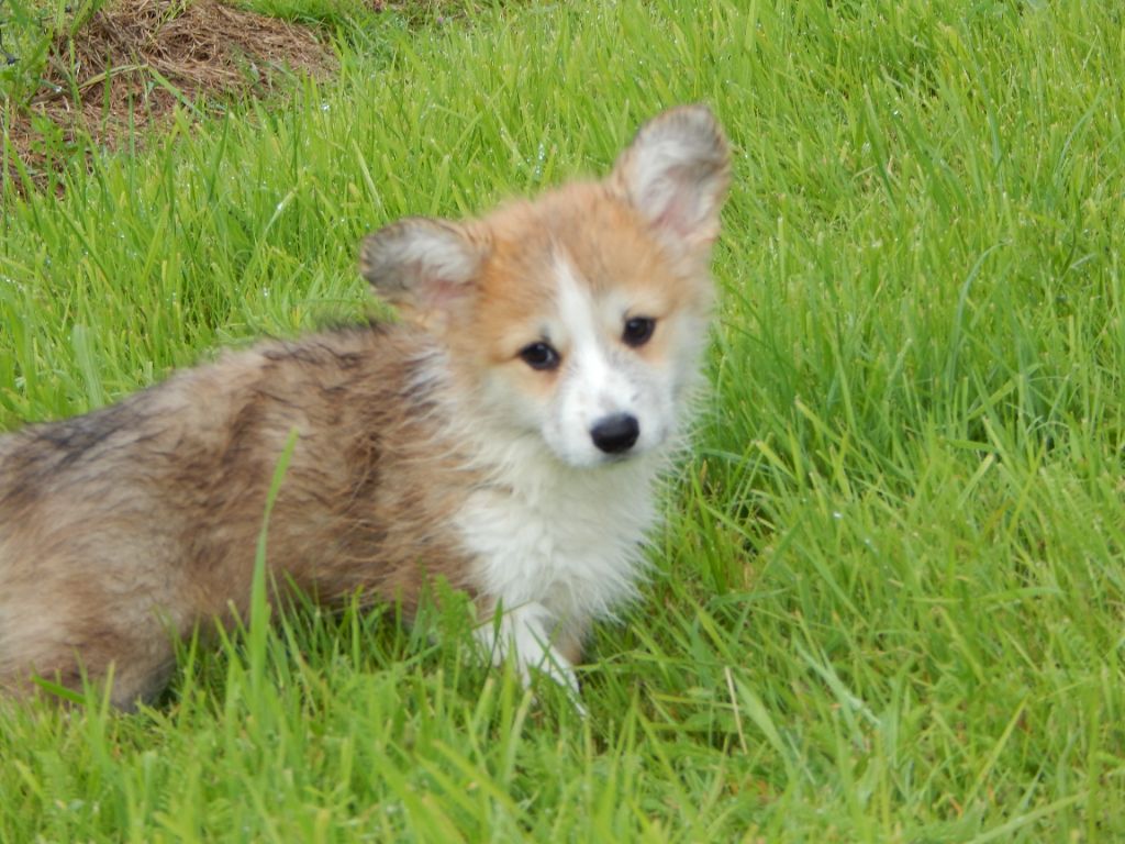 D'Aspe & D'Ossau - BB CORGIS DISPONIBLES