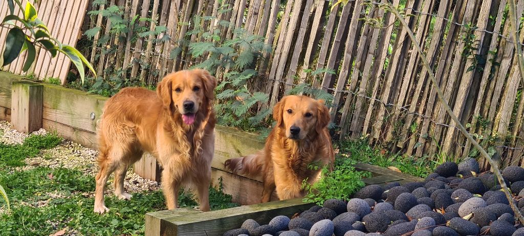 BB GOLDEN ATTENDUS POUR MI NOVEMBRE