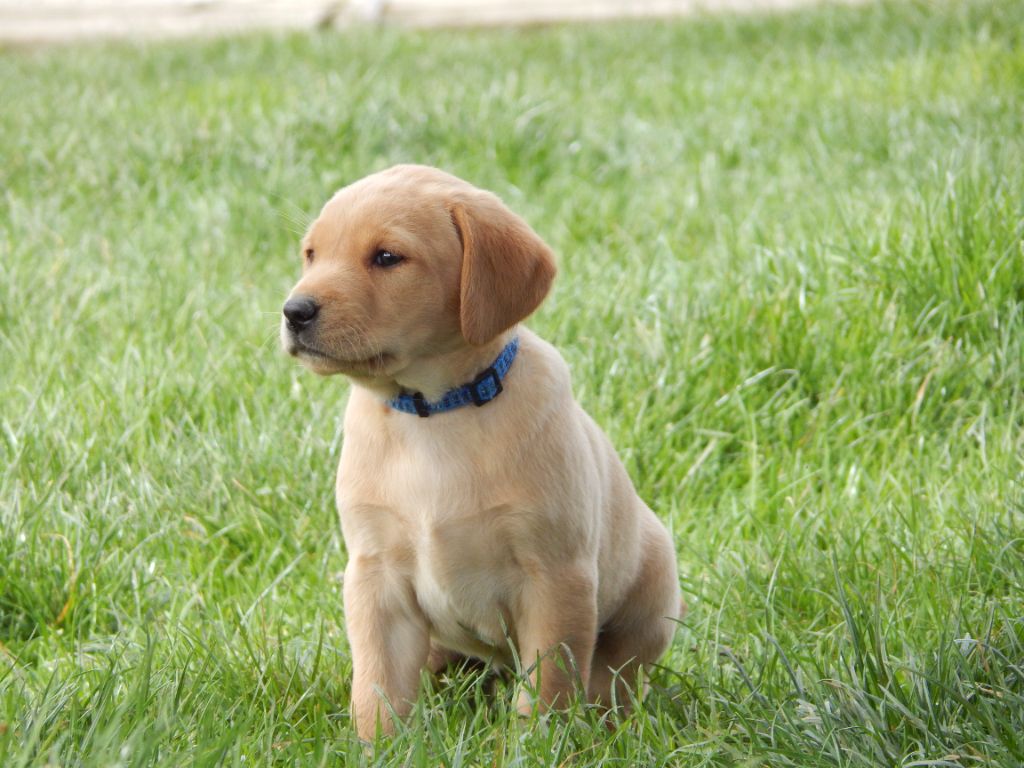 LABRADOR DISPONIBLE
