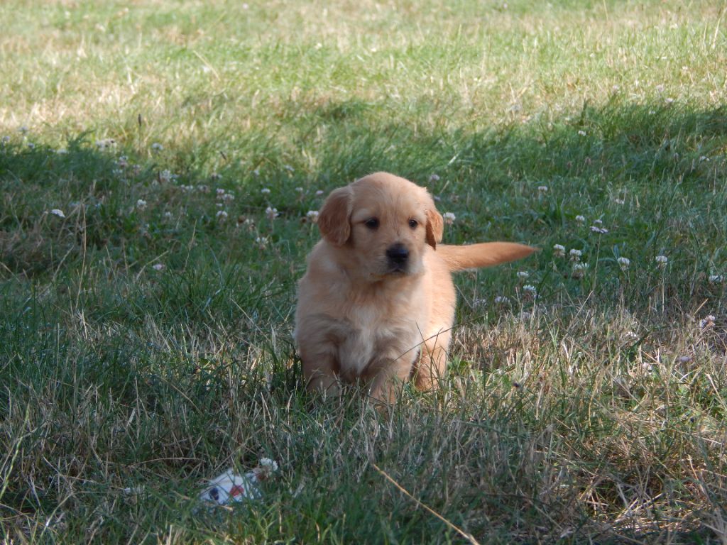 BB MALE GOLDEN DISPONIBLE DE COULEUR FAUVE OR
