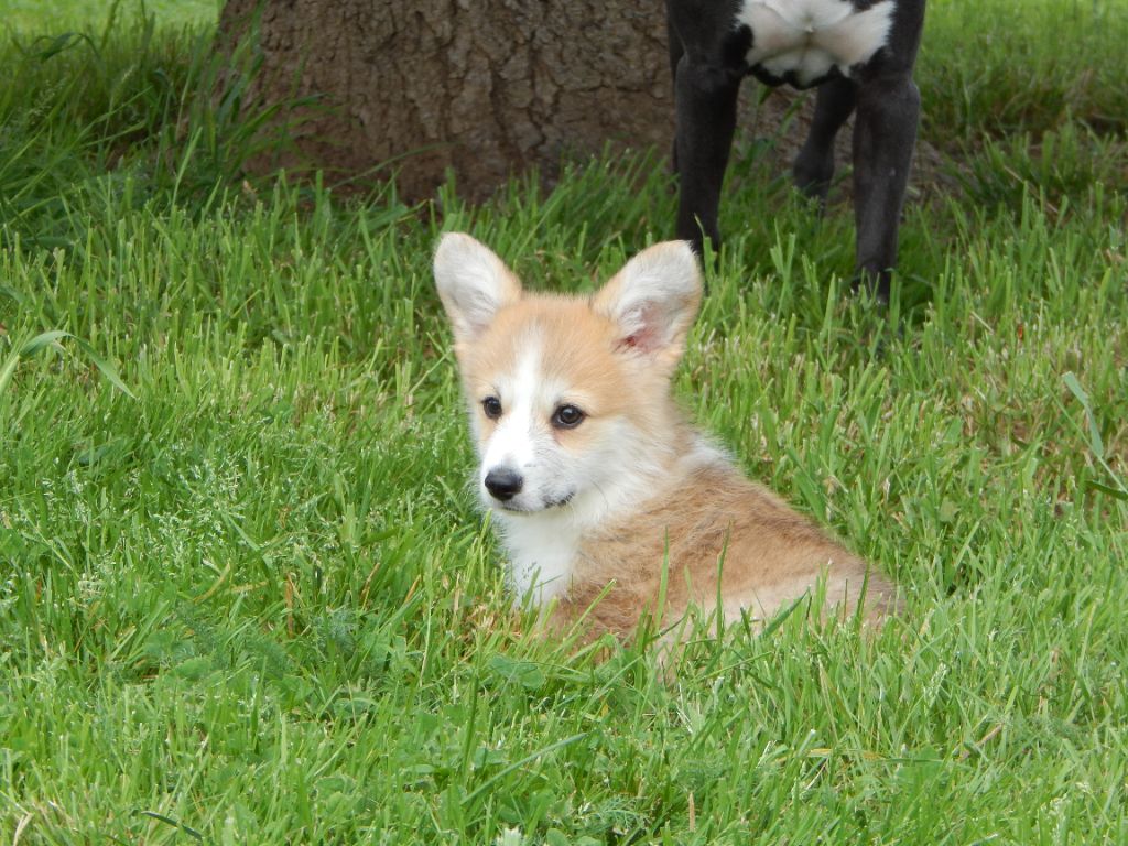 BB CORGIS ATTENDUS POUR FIN JUIN