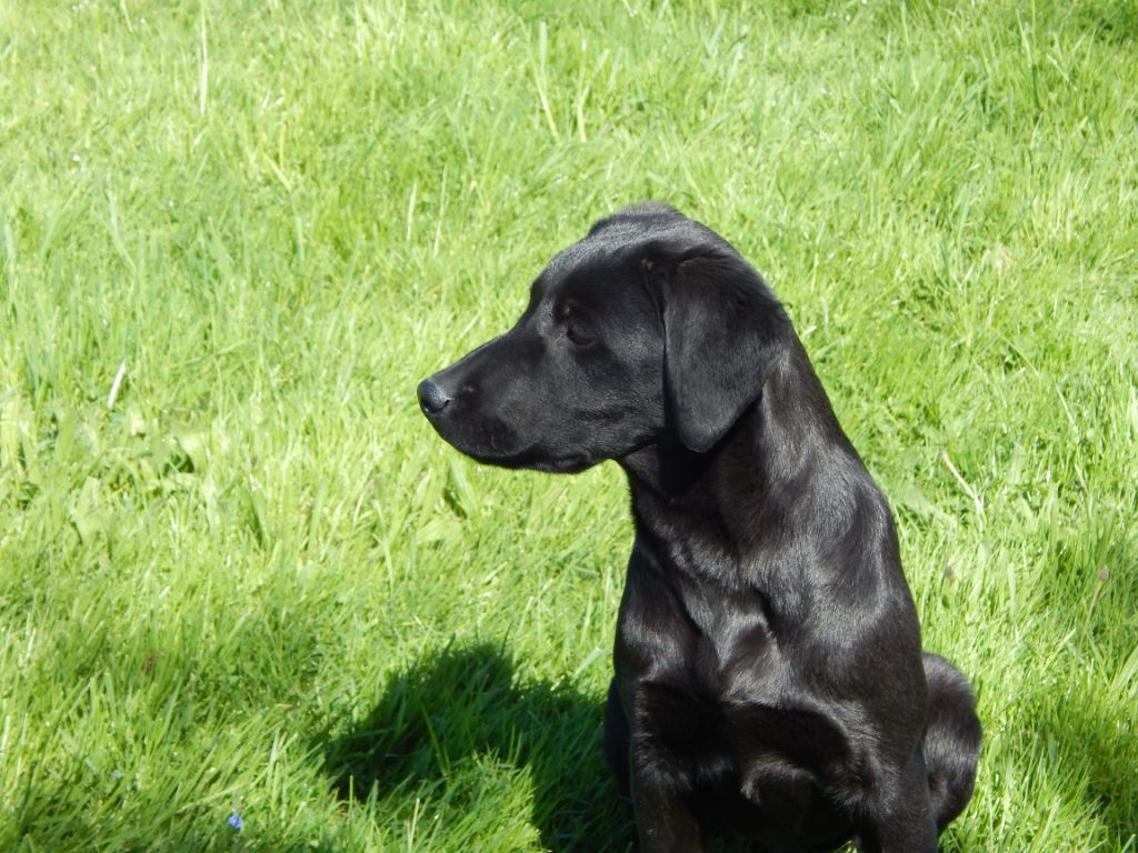 Chiot Labrador Retriever D'Aspe & D'Ossau