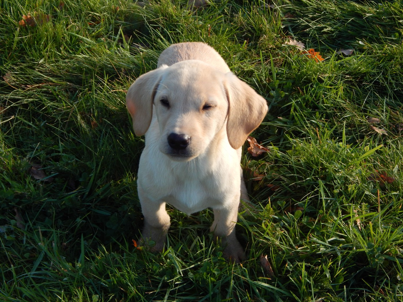 D'Aspe & D'Ossau - Chiots disponibles - Labrador Retriever