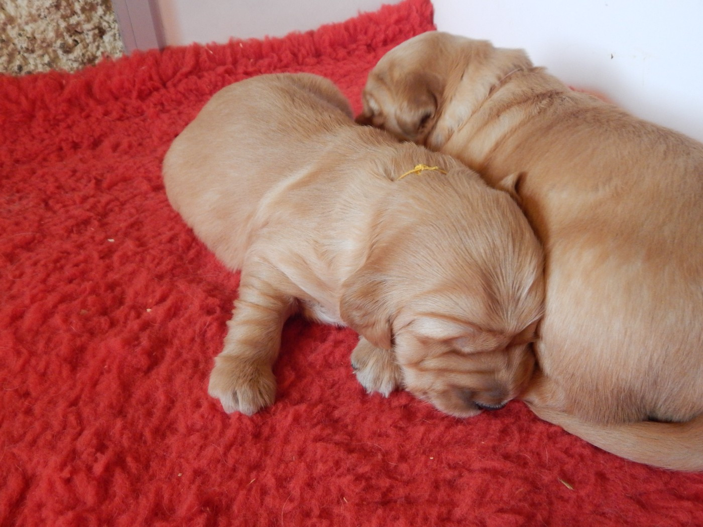 D'Aspe & D'Ossau - Chiots disponibles - Golden Retriever