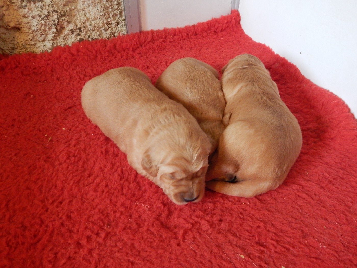 Chiot Golden Retriever D'Aspe & D'Ossau