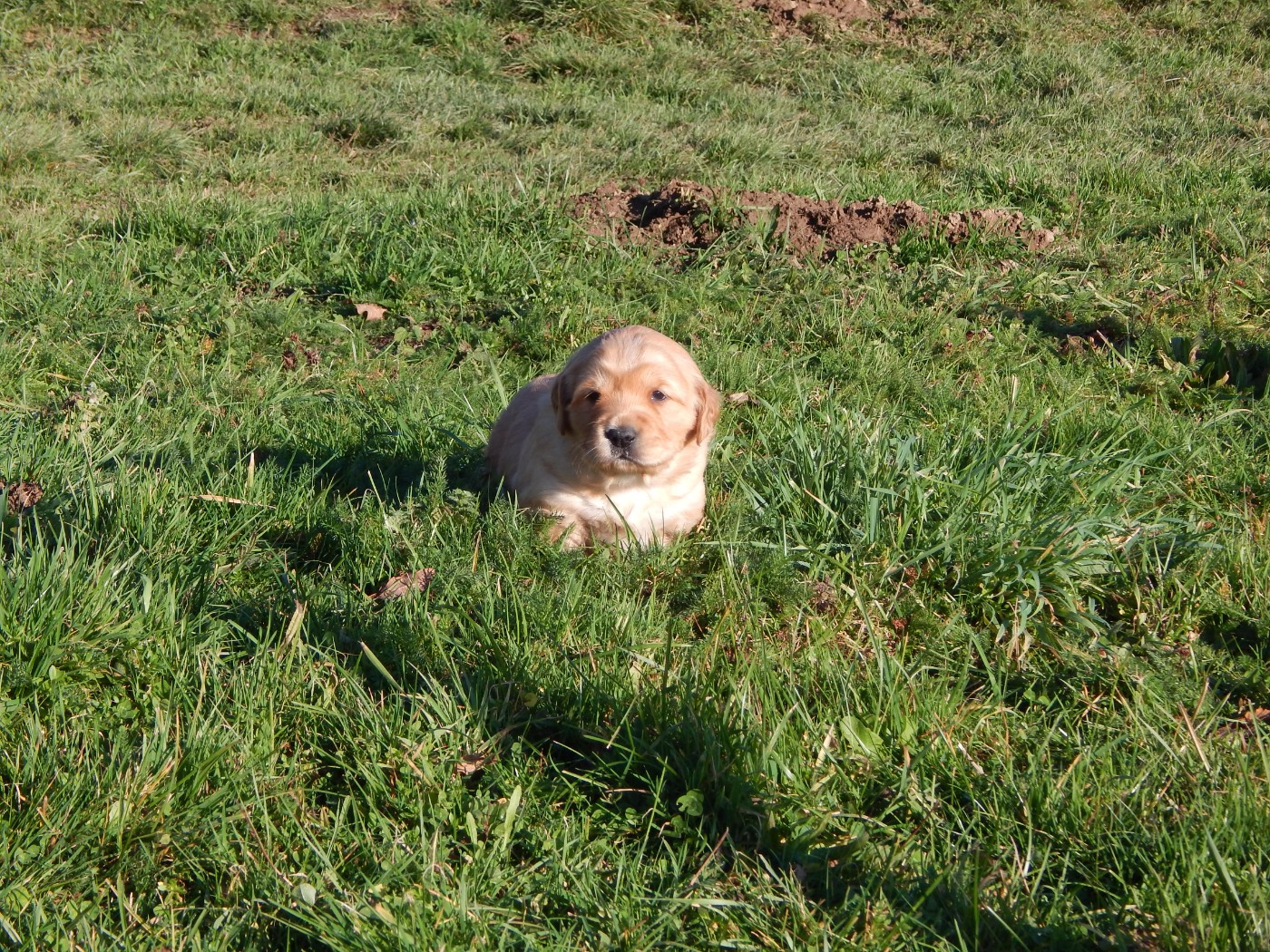 D'Aspe & D'Ossau - Chiots disponibles - Golden Retriever