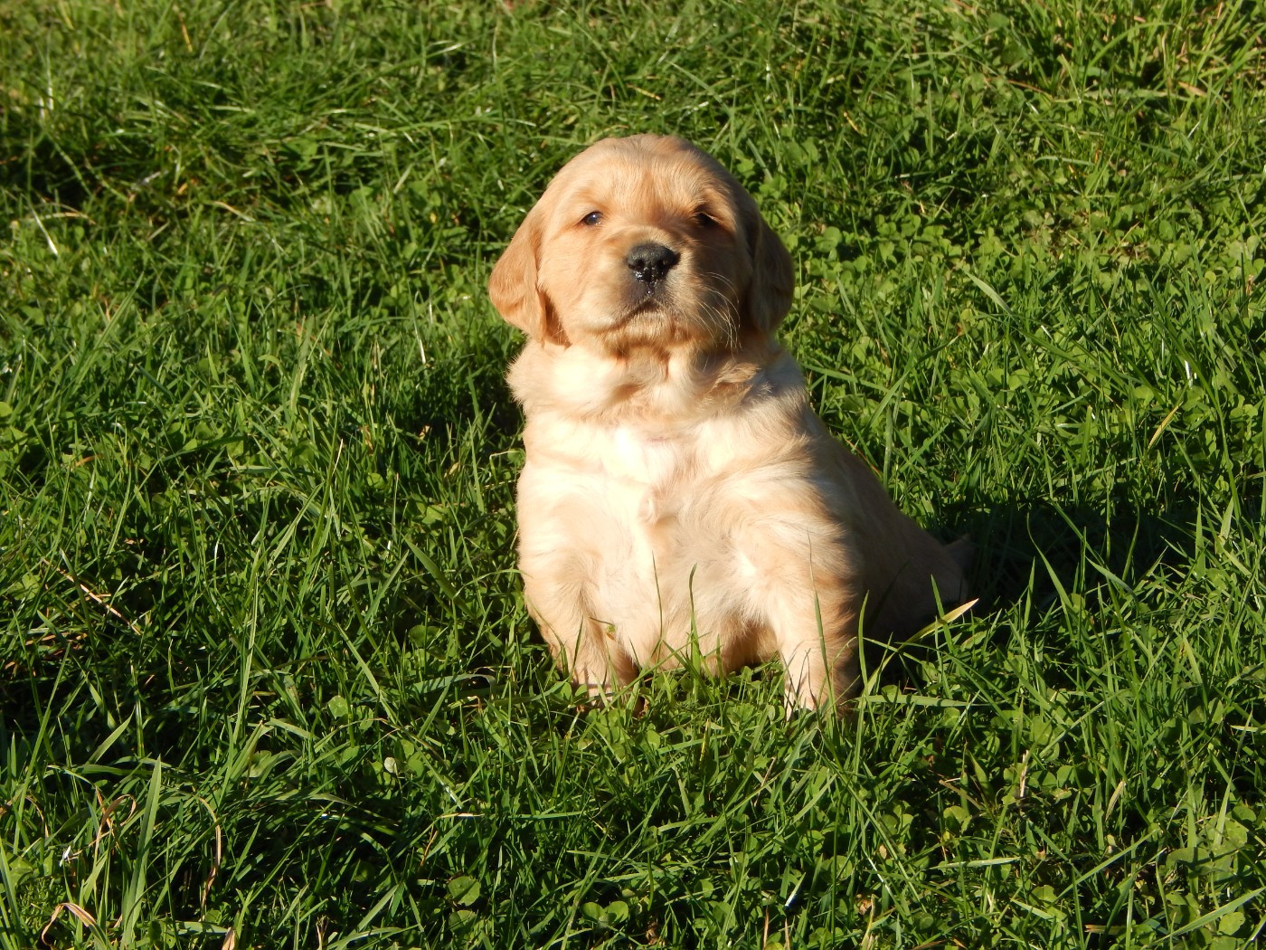 D'Aspe & D'Ossau - Chiots disponibles - Golden Retriever