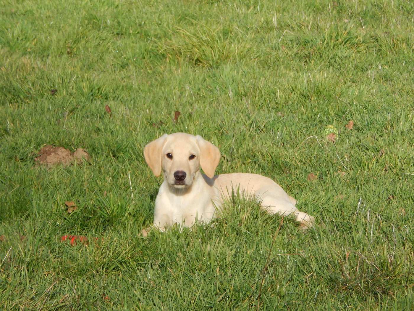 D'Aspe & D'Ossau - Chiots disponibles - Labrador Retriever