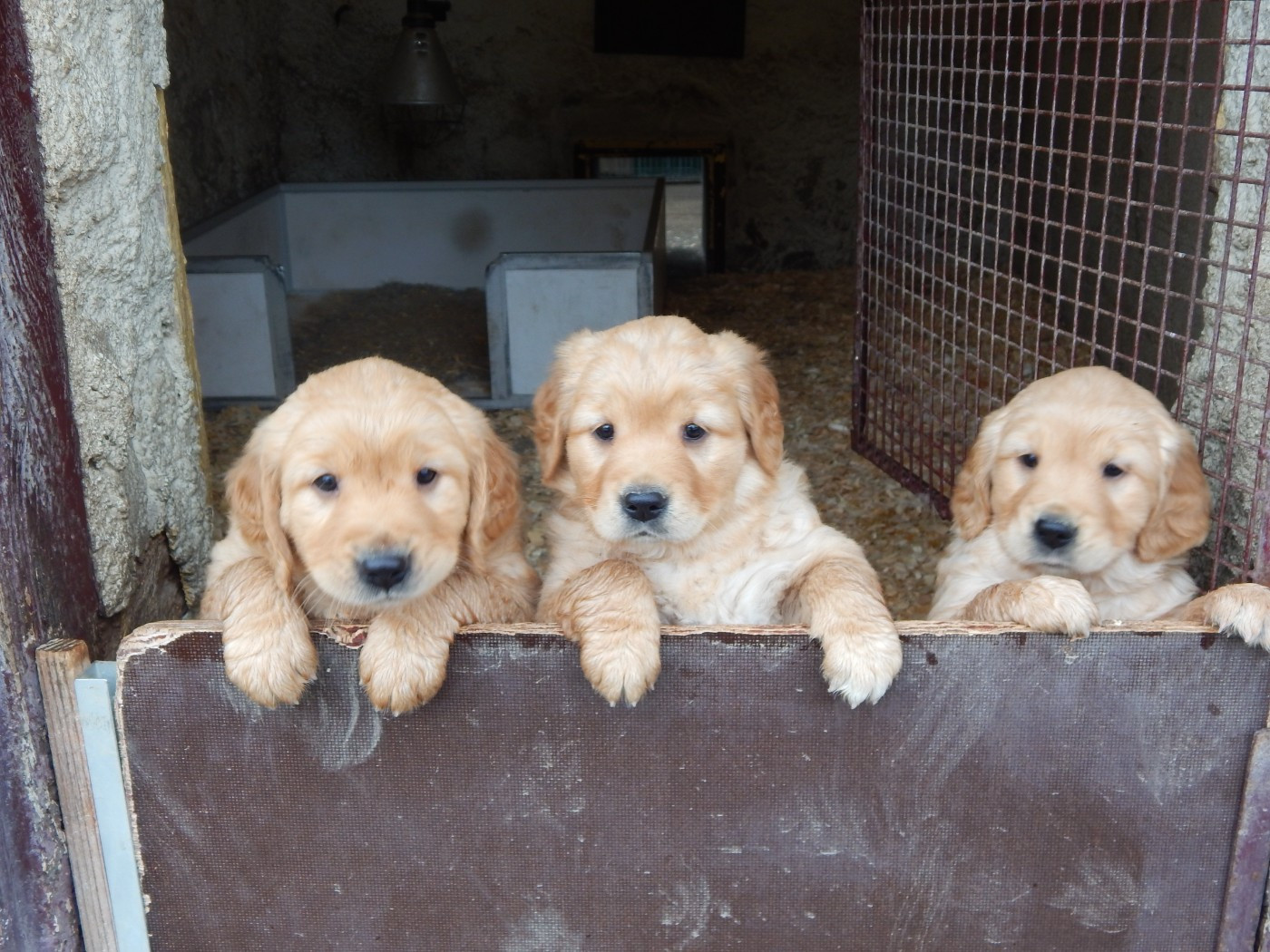 D'Aspe & D'Ossau - Golden Retriever - Portée née le 12/11/2025