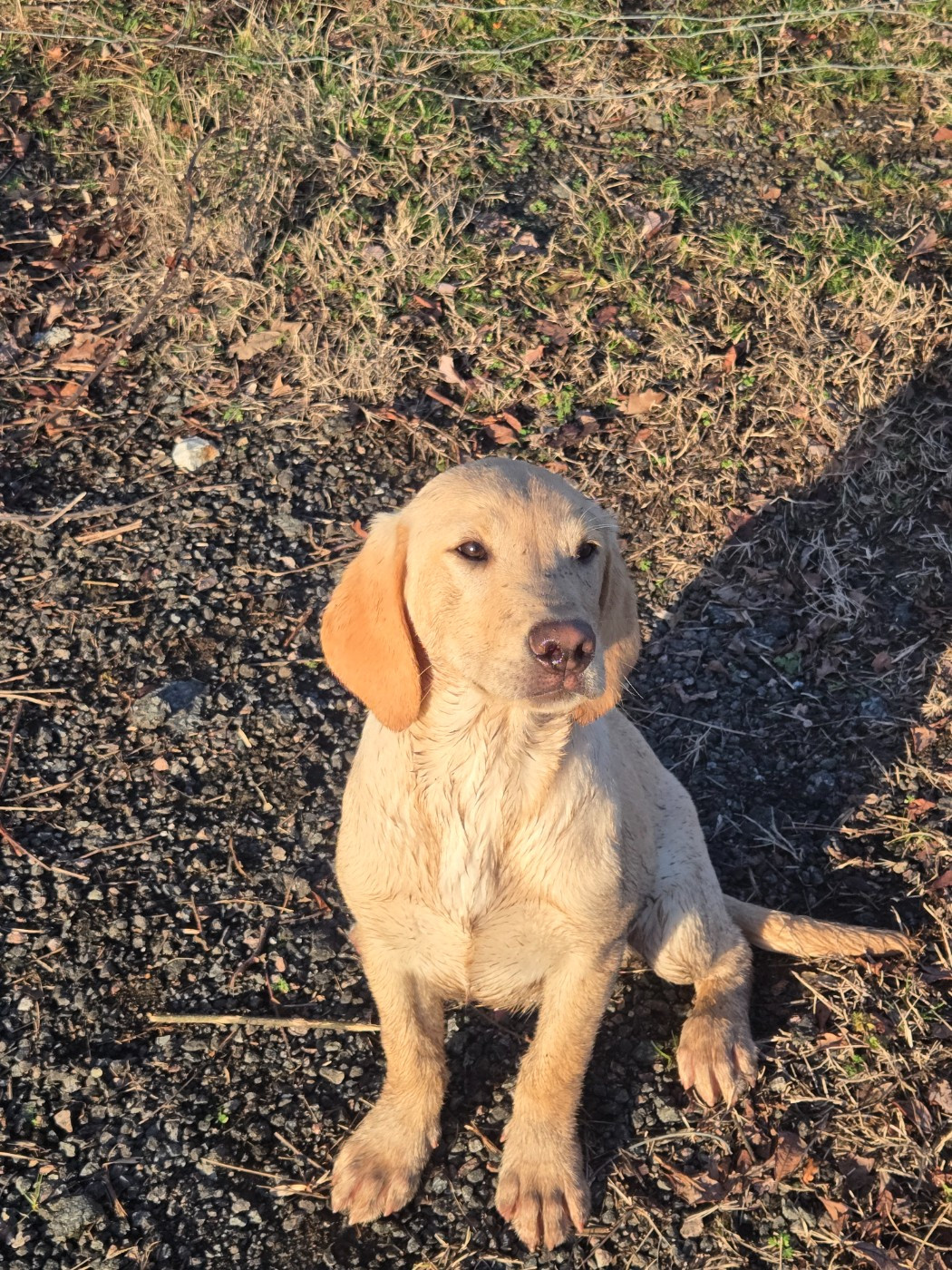 D'Aspe & D'Ossau - Chiots disponibles - Labrador Retriever