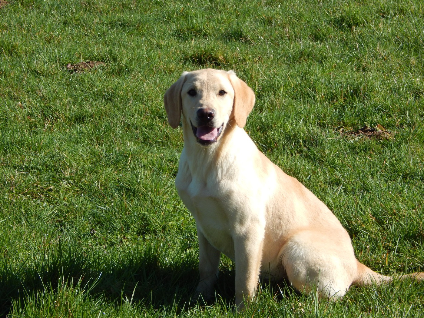 D'Aspe & D'Ossau - Chiots disponibles - Labrador Retriever