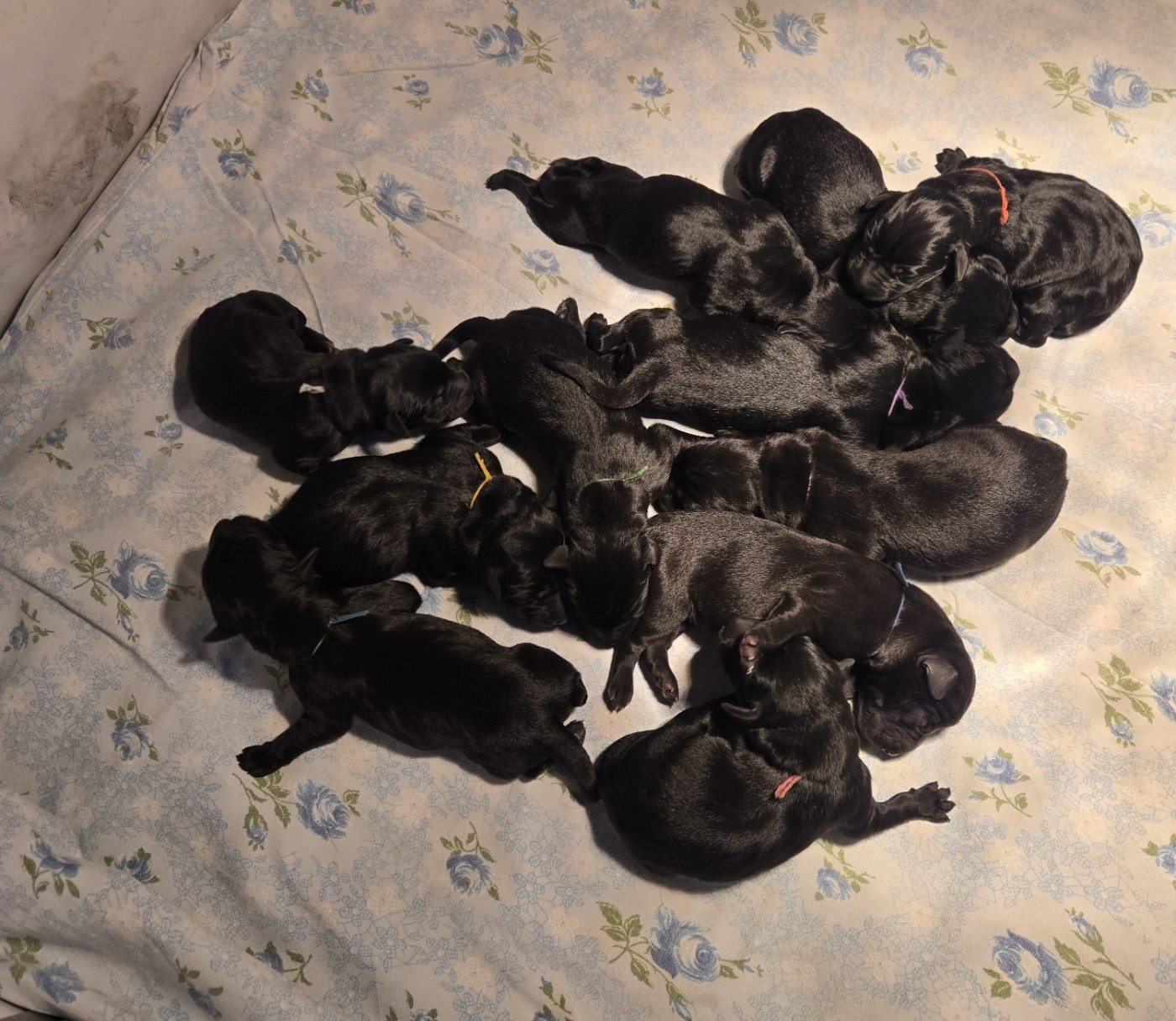 Chiot Labrador Retriever D'Aspe & D'Ossau