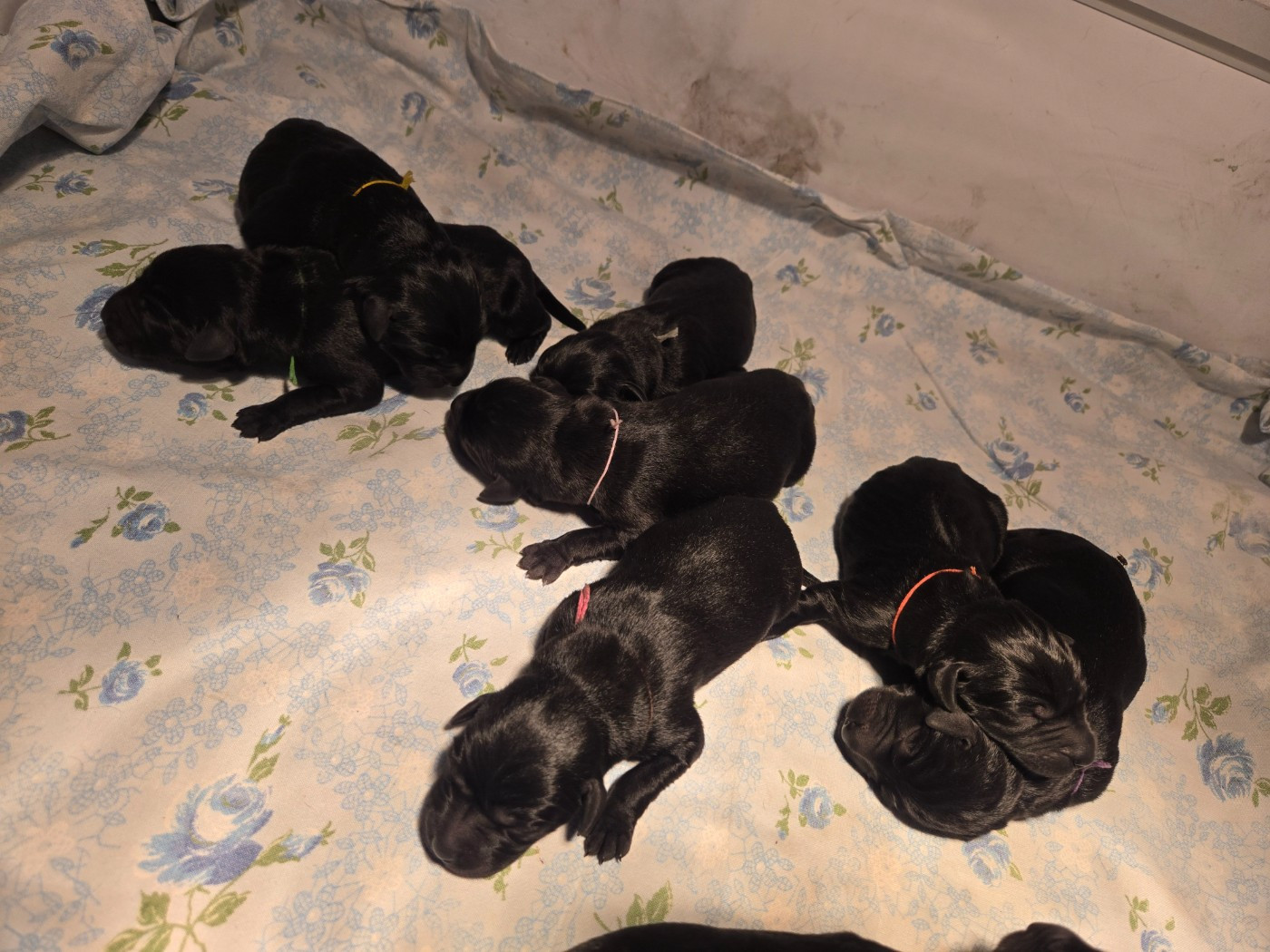 D'Aspe & D'Ossau - Chiots disponibles - Labrador Retriever