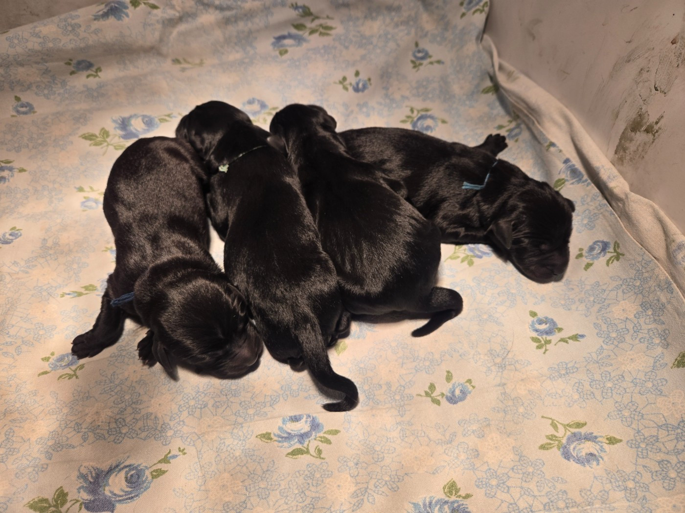 D'Aspe & D'Ossau - Chiots disponibles - Labrador Retriever