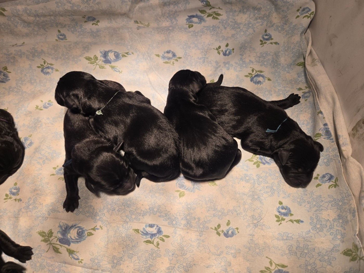 D'Aspe & D'Ossau - Chiots disponibles - Labrador Retriever