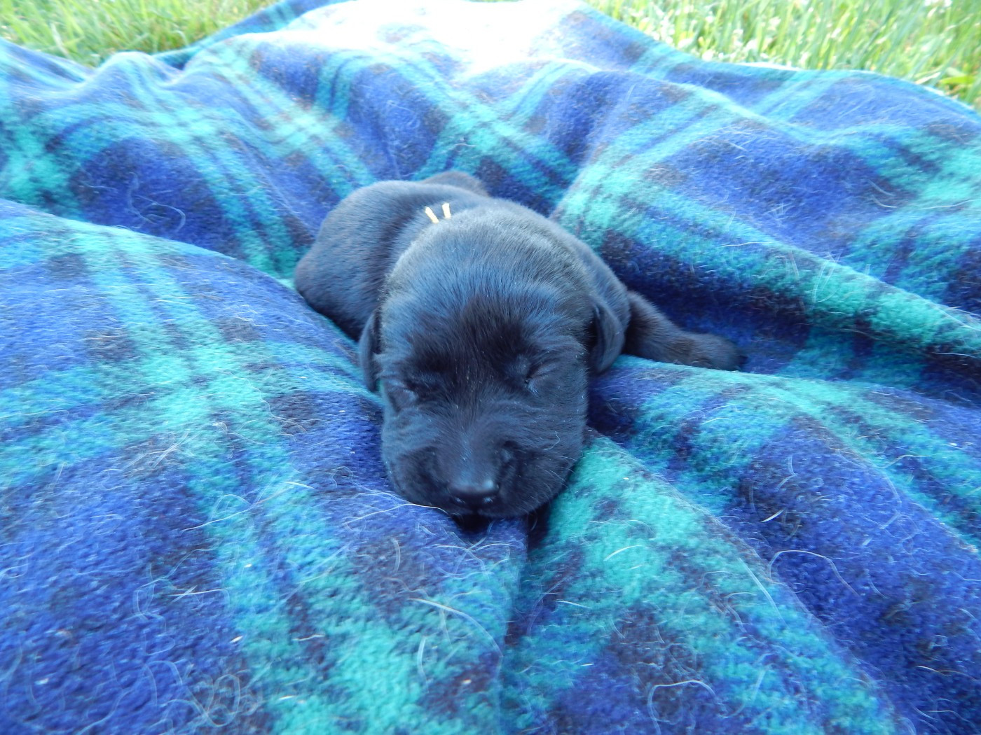 D'Aspe & D'Ossau - Chiots disponibles - Labrador Retriever