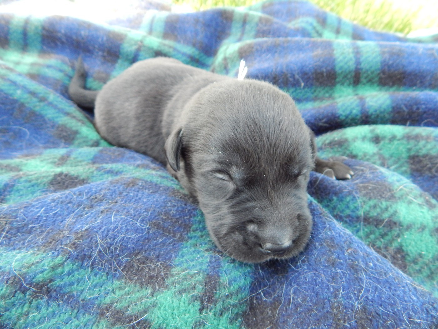 D'Aspe & D'Ossau - Chiots disponibles - Labrador Retriever